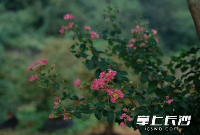 下周两波冷空气将接踵而至。 下周两波冷空气将接踵而至。