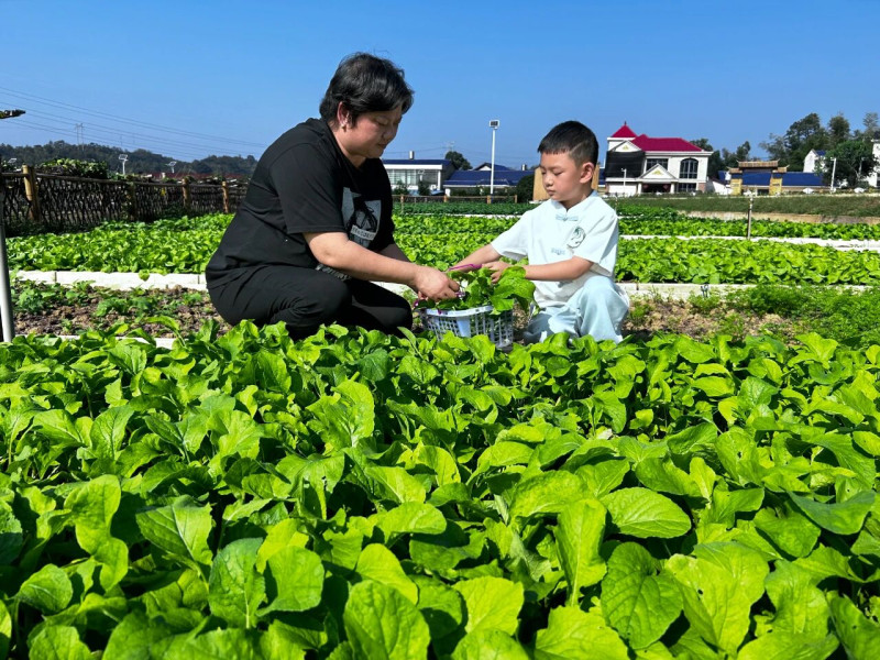 宁乡市“三周农牧”共享菜园里，人们在认领的菜地亲手采摘鲜嫩菜蔬，与大自然来一场亲密接触。李璇 摄