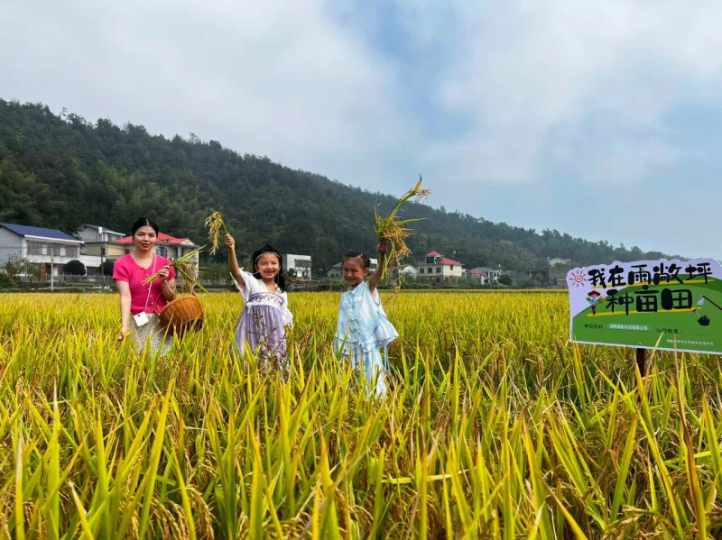 国庆中秋长假，人们来到湖南湘江新区雨敞坪镇泉水湖村，通过“认领一亩田”感受农耕之乐。文梓诺 摄