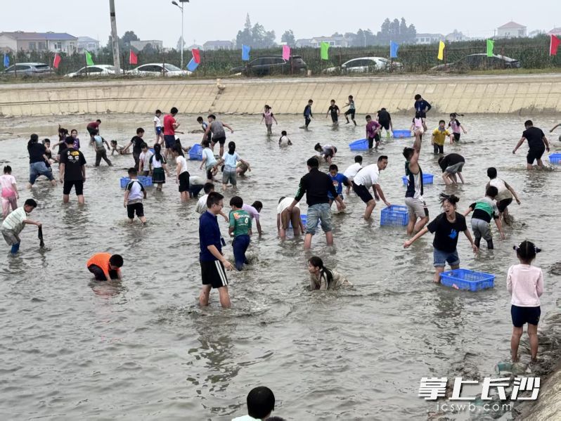 在水塘里徒手捉鱼比赛热闹非凡。
