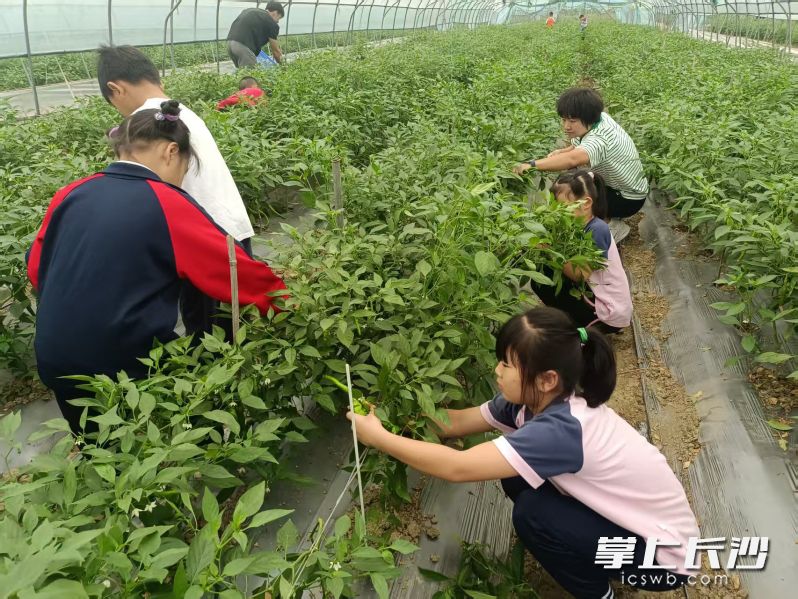 “雷小锋”们在老师带领下摘辣椒。均为长沙晚报全媒体记者陈良、通讯员彭慧摄