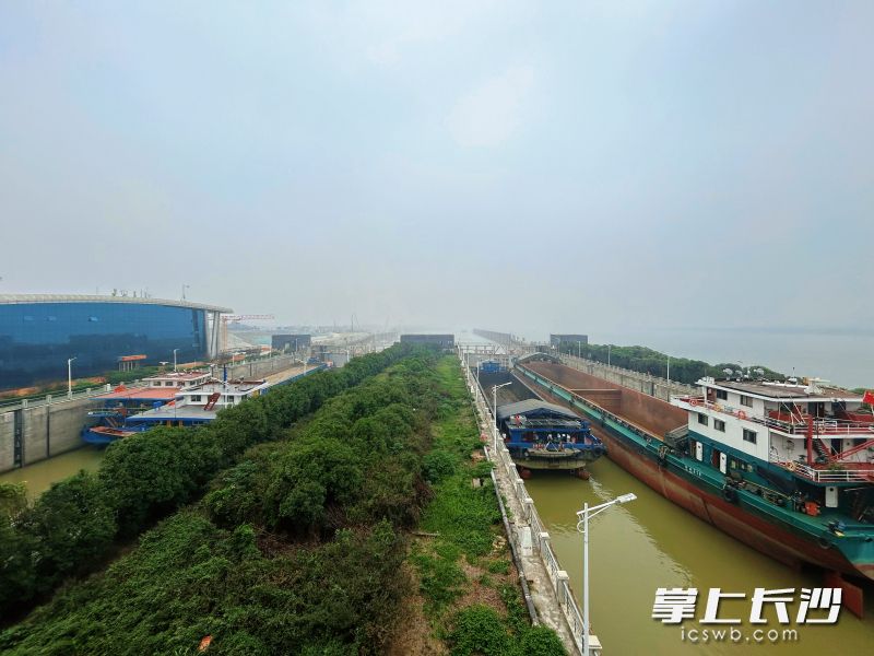 完成大修的湘江长沙综合枢纽双线船闸一片繁忙，船舶通行效率进一步提升。 均为长沙晚报全媒体记者 吴鑫矾 通讯员 沈江 摄