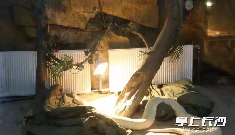 长沙生态动物园爬行馆临时闭馆两个月。园方供图