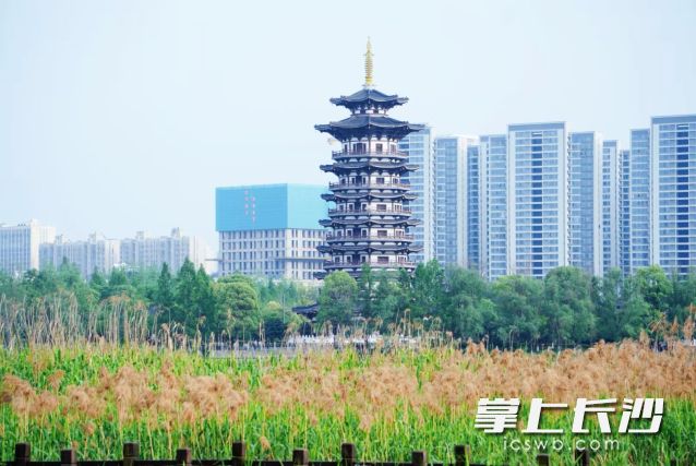 长沙天气舞台本周将上演“七天体验急速换季”剧情。  长沙晚报全媒体记者 舒元臻摄