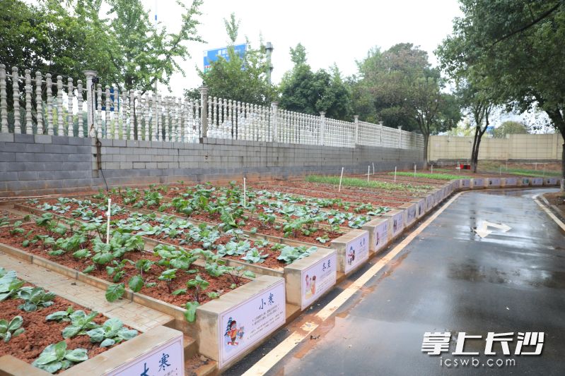 在“德哥”的悉心指导和同学们的精心侍弄下，昔日荒芜之地，如今已是一片“看得见的美好”。