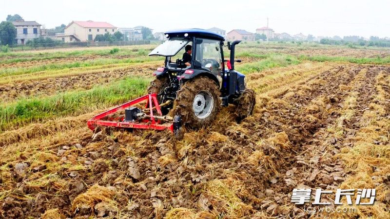 今年秋收时,不见往年秸秆焚烧的浓烟。 均为长沙晚报全媒体记者贺文兵、通讯员黄世雄摄 今年秋收时,不见往年秸秆焚烧的浓烟。 均为长沙晚报全媒体记者贺文兵、通讯员黄世雄摄