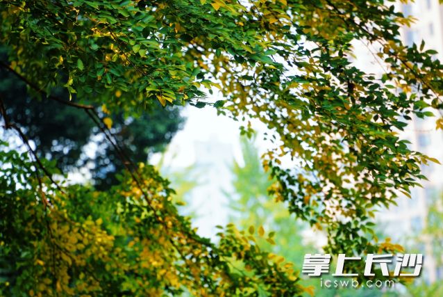 长沙大街小巷的树叶渐渐有了秋意。 长沙晚报全媒体记者 舒元臻 摄 长沙大街小巷的树叶渐渐有了秋意。 长沙晚报全媒体记者 舒元臻 摄