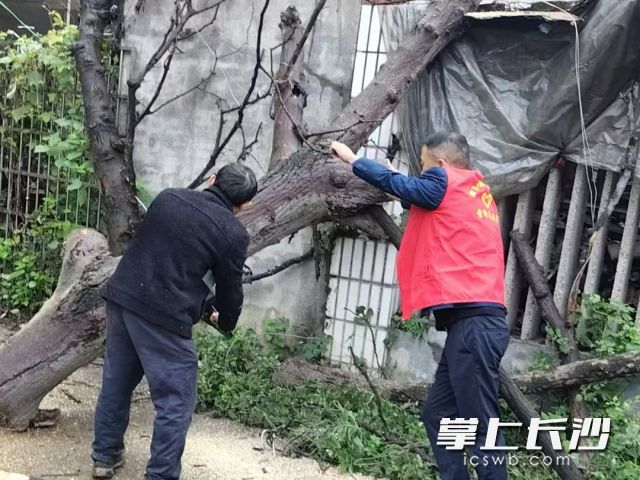 协调供电部门紧急断电后,工作人员正在全力移除倒伏大树。 协调供电部门紧急断电后,工作人员正在全力移除倒伏大树。