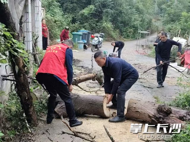 大风大雨导致大树倒伏造成隐患。 均为长沙晚报通讯员 张海供图 大风大雨导致大树倒伏造成隐患。 均为长沙晚报通讯员 张海供图