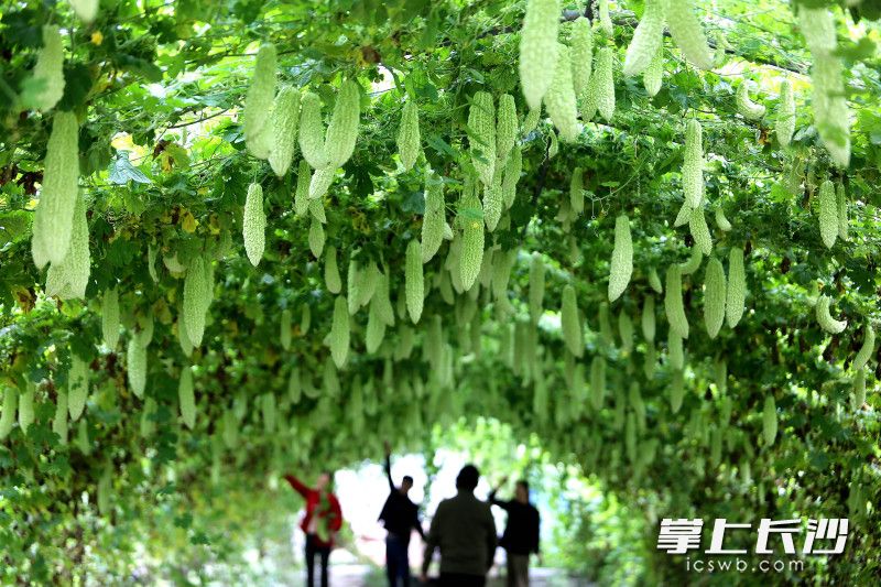 棚架下，翠绿饱满的苦瓜挂满藤蔓。均为长沙晚报全媒体记者 贺文兵 摄