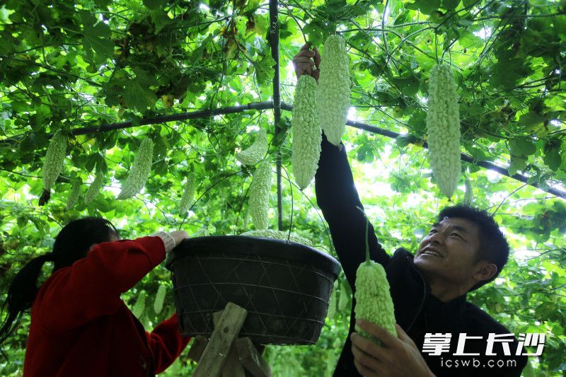 谢文辉在小心翼翼地采摘苦瓜。