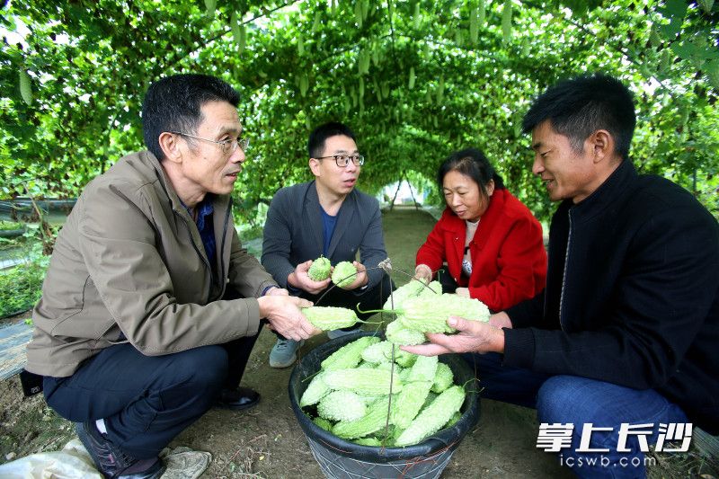 科技特派员杨福强（左二）的技术加持，让谢文辉增产增收。