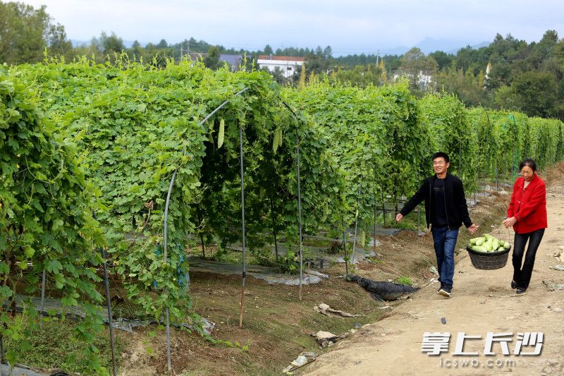 在科技特派员的赋能下，终于让谢文辉尝到了耕耘的甜头。