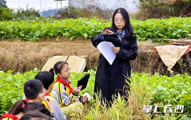 老师把课堂搬到田间地头。均为长沙晚报全媒体记者 贺文兵 摄 老师把课堂搬到田间地头。均为长沙晚报全媒体记者 贺文兵 摄