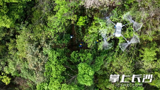 无人机升空，实时传回现场画面。 均为长沙晚报全媒体记者舒元臻摄