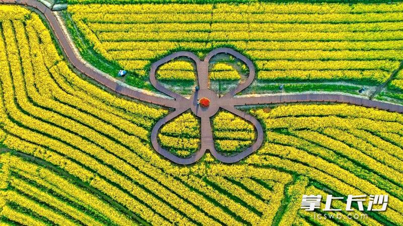 今年三月，茶亭镇油菜花海。