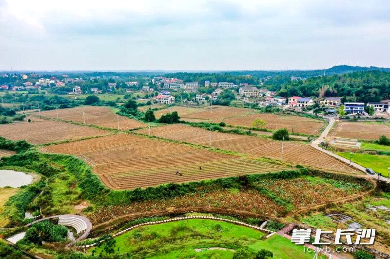 今年，茶亭镇油菜种植1.5万亩。