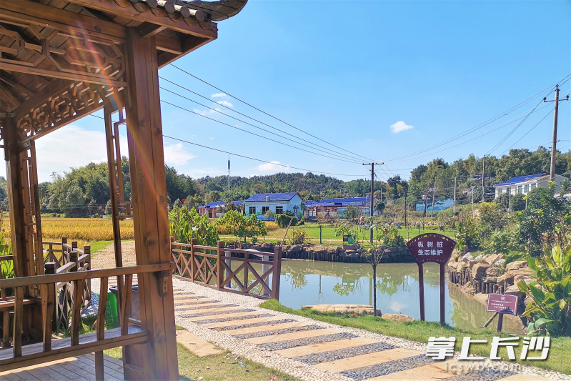 朝阳溪源头在玉潭街道金星社区,这里巧妙设计人工湿地,让生活污水达到排放标准。长沙晚报全媒体记者 张禹 摄 朝阳溪源头在玉潭街道金星社区,这里巧妙设计人工湿地,让生活污水达到排放标准。长沙晚报全媒体记者 张禹 摄