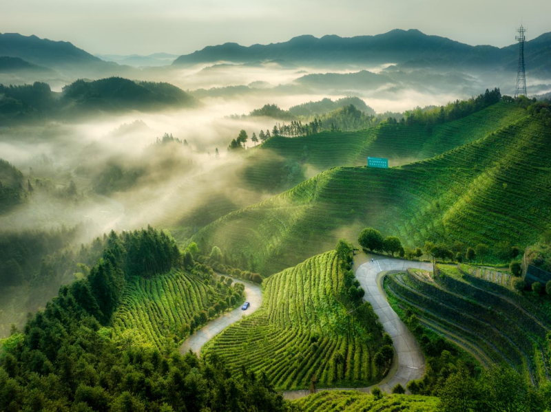 沩山风景名胜区的山顶茶园。受访方供图 沩山风景名胜区的山顶茶园。受访方供图