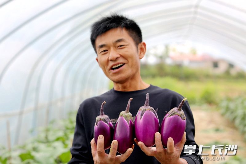 茄子丰产,农户笑了。“一地三收”让农民增收。均为长沙晚报全媒体记者 贺文兵 摄 茄子丰产,农户笑了。“一地三收”让农民增收。均为长沙晚报全媒体记者 贺文兵 摄