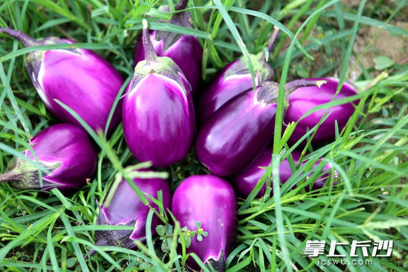 “一地三收”产出高品质茄子。 “一地三收”产出高品质茄子。