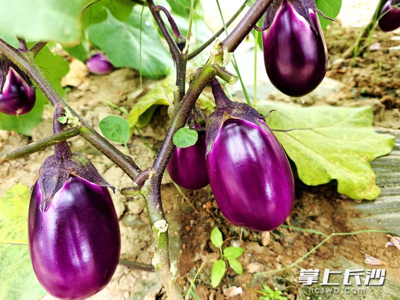 茄子进入丰产期。 茄子进入丰产期。