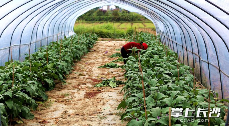 李大姐在摘茄子。 李大姐在摘茄子。