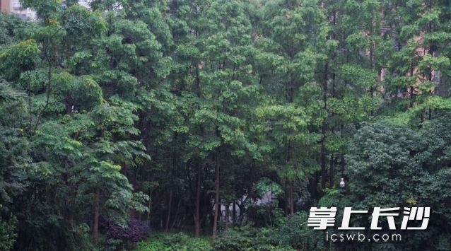 10月29日晚到11月2日，长沙有一次降温、降雨天气过程。  长沙晚报全媒体记者 舒元臻 摄