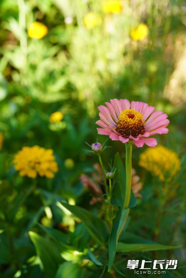 今天的湖南天气爽朗舒适，气温继续回暖。 长沙晚报全媒体记者 舒元臻 摄