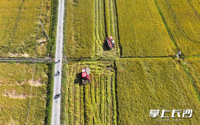 测产收割现场。