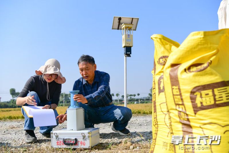 专家测评组现场测产。 均为长沙晚报通讯员彭红霞摄