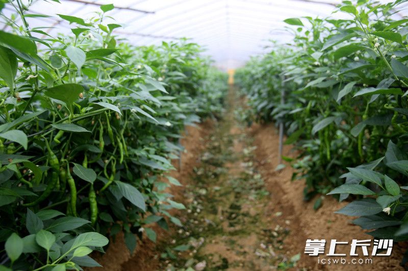 新品种辣椒开始挂果。 新品种辣椒开始挂果。