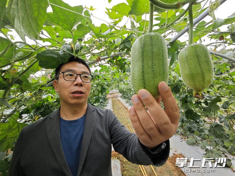 科研人员在基地观察新品种丝瓜的生长情况。 均为长沙晚报全媒体记者贺文兵摄 科研人员在基地观察新品种丝瓜的生长情况。 均为长沙晚报全媒体记者贺文兵摄