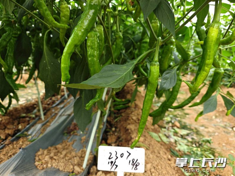 新品种辣椒试验培育。 新品种辣椒试验培育。