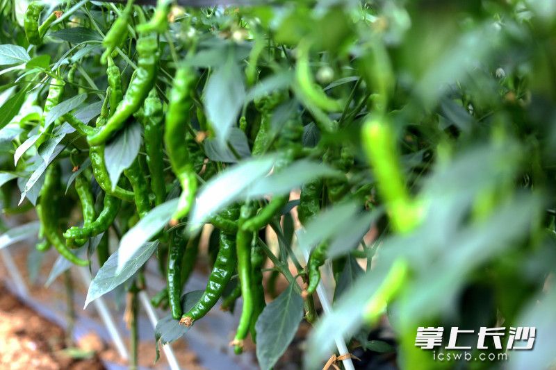 培育的辣椒新品种。 培育的辣椒新品种。