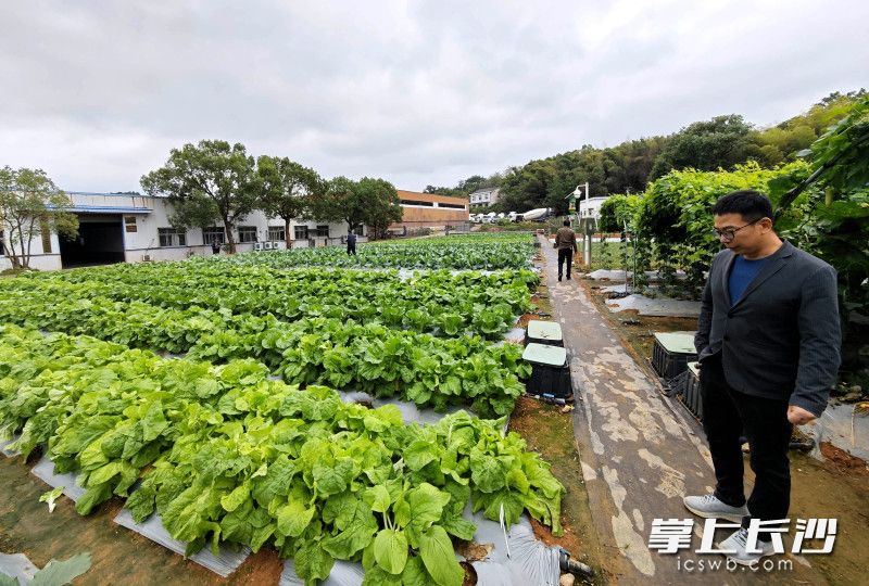基地培育的新品种叶菜。 基地培育的新品种叶菜。