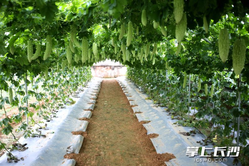 藤蔓间,新品种苦瓜垂挂如帘。 藤蔓间,新品种苦瓜垂挂如帘。