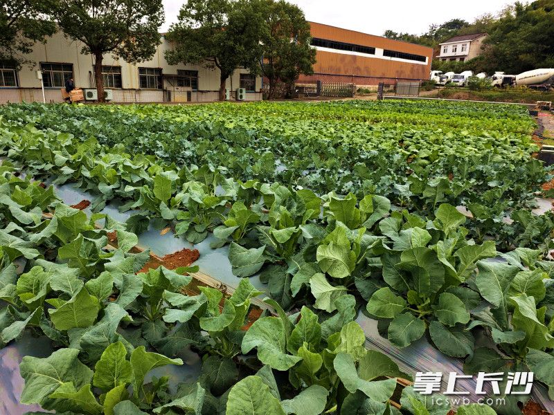 辣椒、茄子、红菜苔、白菜苔等各类蔬菜绿油油一片,长势喜人。 辣椒、茄子、红菜苔、白菜苔等各类蔬菜绿油油一片,长势喜人。