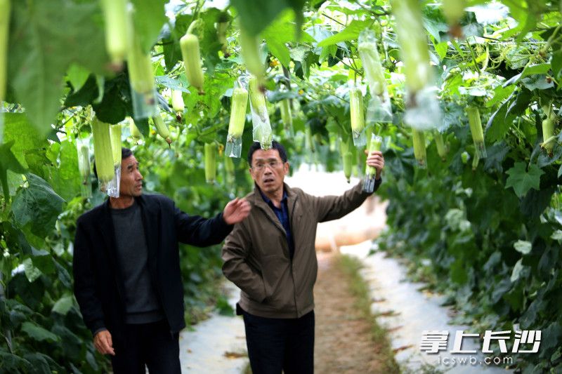 科研人员观察新培育的丝瓜品种。 科研人员观察新培育的丝瓜品种。