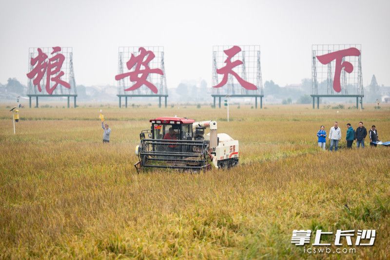 在位于宁乡市双江口镇的“四高”试验区千亩核心片测产现场,种粮大户赵云祥正驾驶大型联合收割机在金黄的稻田里来回穿梭。 长沙晚报全媒体记者 黄启晴 摄 在位于宁乡市双江口镇的“四高”试验区千亩核心片测产现场,种粮大户赵云祥正驾驶大型联合收割机在金黄的稻田里来回穿梭。 长沙晚报全媒体记者 黄启晴 摄