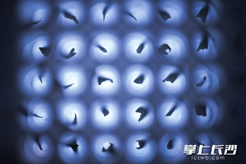 【1】2023年9月5日，湖南长沙，隆平高科种业科学研究院生物技术实验室，研究人员通过用水稻叶子提取DNA。