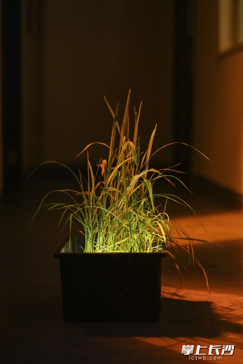 【4】2025年4月14日，湖南长沙，隆平高科种业科学研究院，人工气候室水稻秧苗在生长。