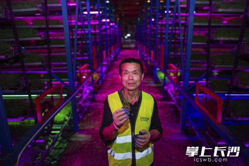 【8】2025年4月14日，湖南长沙，长沙县春华镇的智能化育秧工厂工人彭志武骄傲地展示着根系健壮的秧苗。