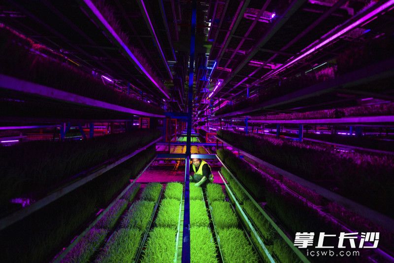 【6】2025年4月14日，湖南长沙，长沙县春华镇的智能化育秧工厂工人在查看秧苗生长。