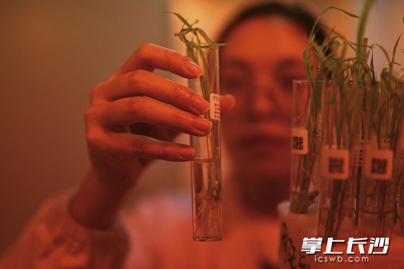 【3】2025年4月14日，湖南长沙，隆平高科种业科学研究院，研究人员正在查看水稻苗生长情况。