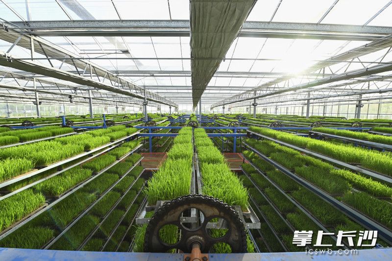 【5】2025年4月14日，湖南长沙，长沙县春华镇的智能化育秧工厂，6台高大的循环立体育秧床上，一盘盘绿油油的秧苗长势喜人。层层叠叠的育秧盘能够上下往复移动，实现智能化育秧。