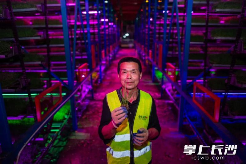 2025年4月14日,湖南长沙,长沙县春华镇的智能化育秧工厂工人彭志武骄傲地展示着根系健壮的秧苗。赛博农业工厂组图之一。 黄启晴 摄 2025年4月14日,湖南长沙,长沙县春华镇的智能化育秧工厂工人彭志武骄傲地展示着根系健壮的秧苗。赛博农业工厂组图之一。 黄启晴 摄