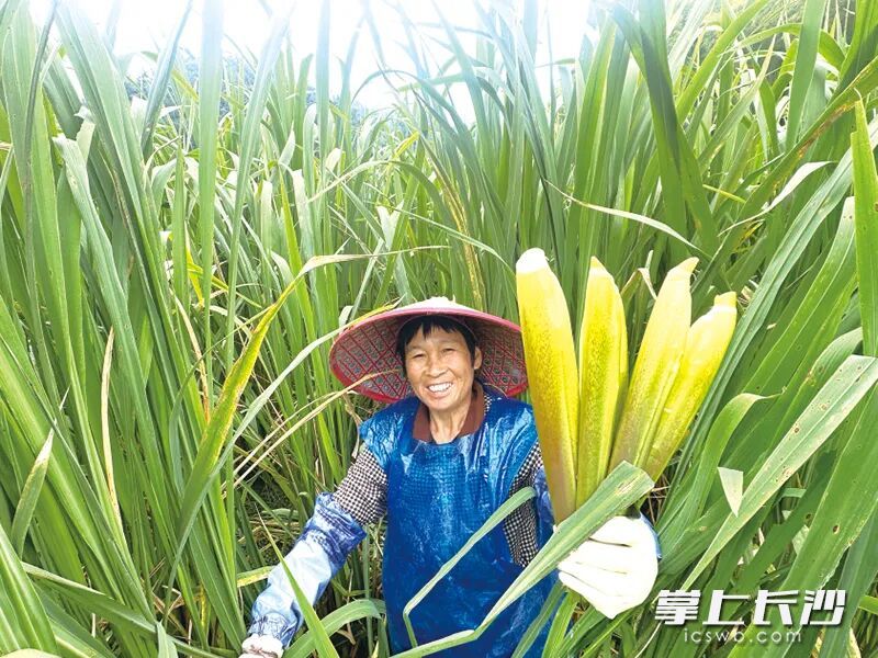 采摘工洪彩香穿梭在田间，抢“鲜”收获成熟的茭白。 均为通讯员供图