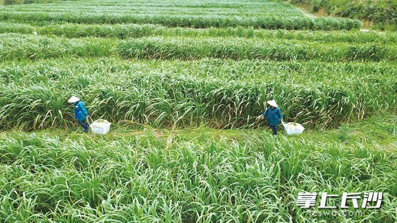 10月初，人溪村的茭白上市，采摘高峰期十多名工人在田间忙碌。