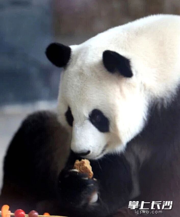 长沙生态动物园以“国际熊猫日”为契机,用趣味活动传递深层环保理念。图片均为长沙晚报全媒体记者 贺文兵 摄 长沙生态动物园以“国际熊猫日”为契机,用趣味活动传递深层环保理念。图片均为长沙晚报全媒体记者 贺文兵 摄
